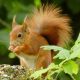 Young Red Squirrel arrives at Castle Howard Arboretum