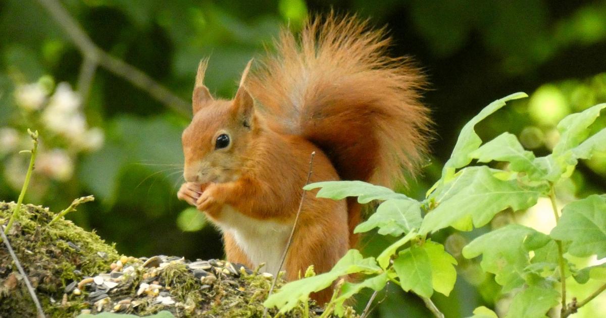 Young Red Squirrel arrives at Castle Howard Arboretum