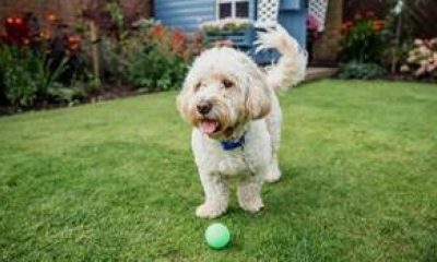 ‘Very real dangers’ - Bolton vets see rise in pets poisoned byplants