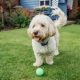‘Very real dangers’ - Bolton vets see rise in pets poisoned byplants