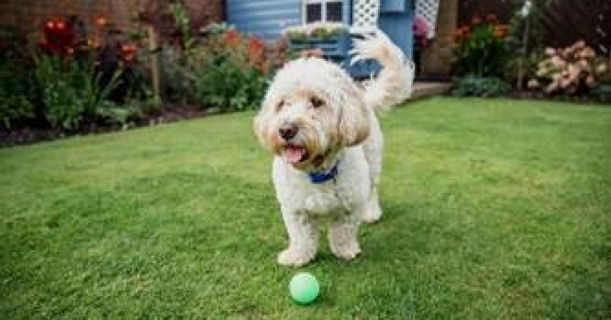 ‘Very real dangers’ - Bolton vets see rise in pets poisoned byplants