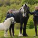 Horse duo to star at new Bishop Auckland attraction