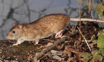 RSPCA shares how to get rid of rats without harming them