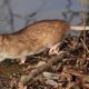 RSPCA shares how to get rid of rats without harming them