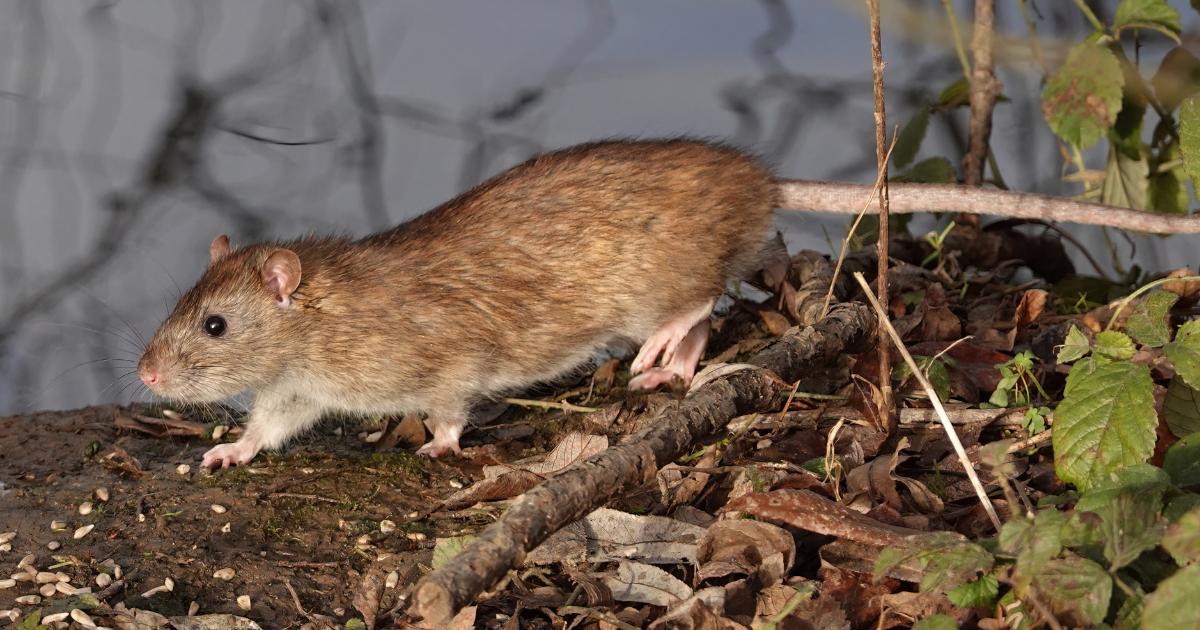 RSPCA shares how to get rid of rats without harming them