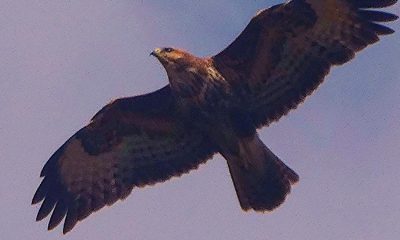 Buzzard found shot dead in Bransdale in North York Moors