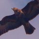 Buzzard found shot dead in Bransdale in North York Moors