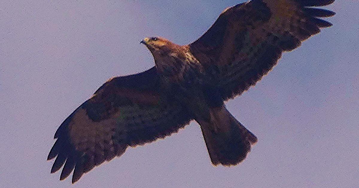 Buzzard found shot dead in Bransdale in North York Moors