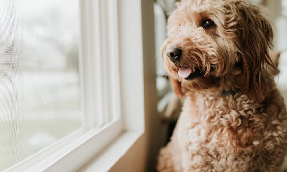 4 dogs stolen every day across the UK in the last year