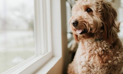 4 dogs stolen every day across the UK in the last year