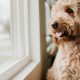 4 dogs stolen every day across the UK in the last year