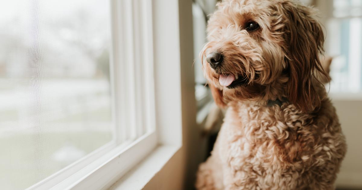 4 dogs stolen every day across the UK in the last year