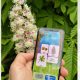 Rowntree Park in York launches free app for visitors