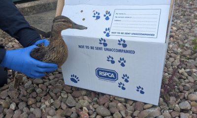 RSPCA rescue duck found stuck down narrow pipe in Leigh