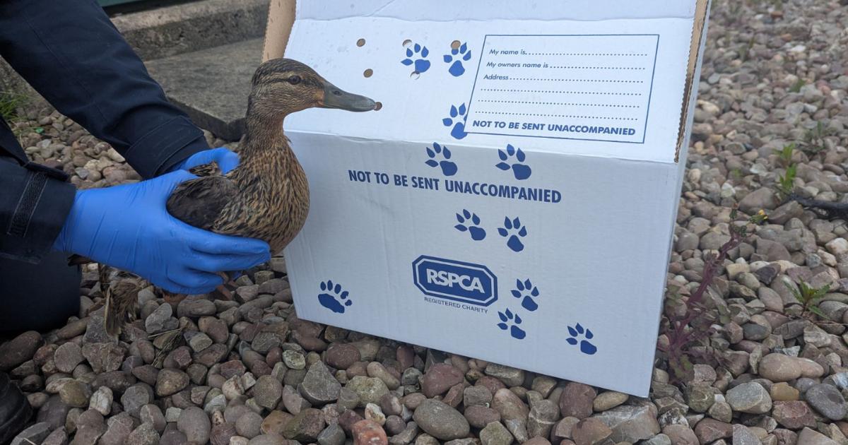 RSPCA rescue duck found stuck down narrow pipe in Leigh