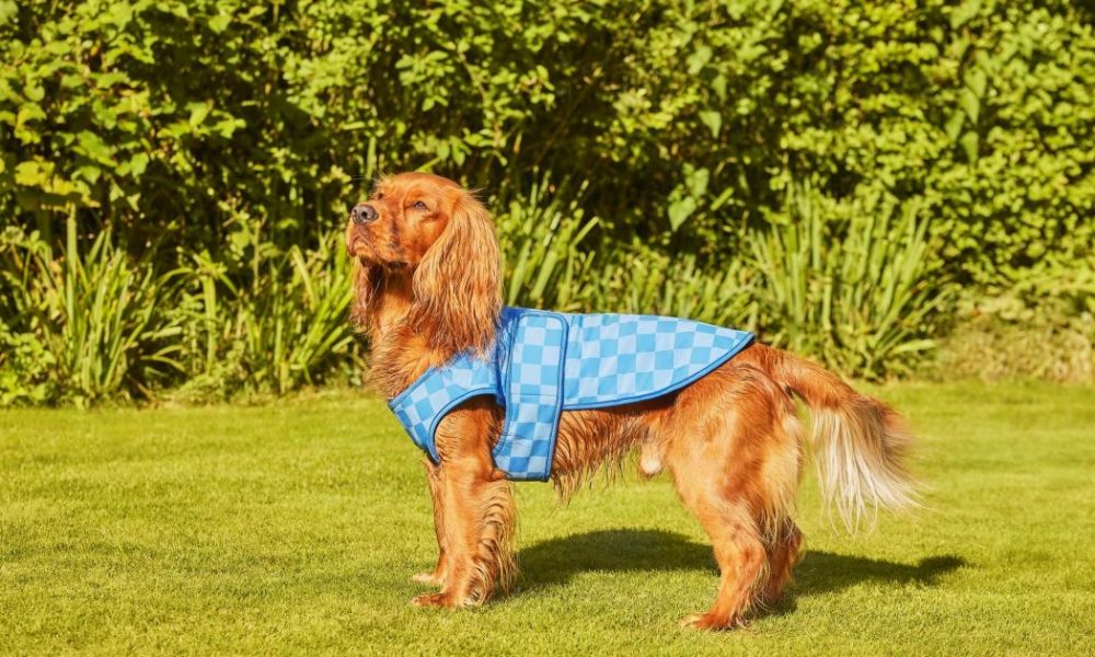 Dog owners rush to buy cooling dog harness ahead of heatwave