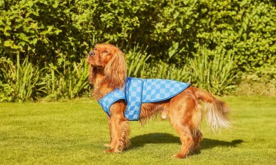 Dog owners rush to buy cooling dog harness ahead of heatwave