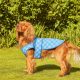 Dog owners rush to buy cooling dog harness ahead of heatwave