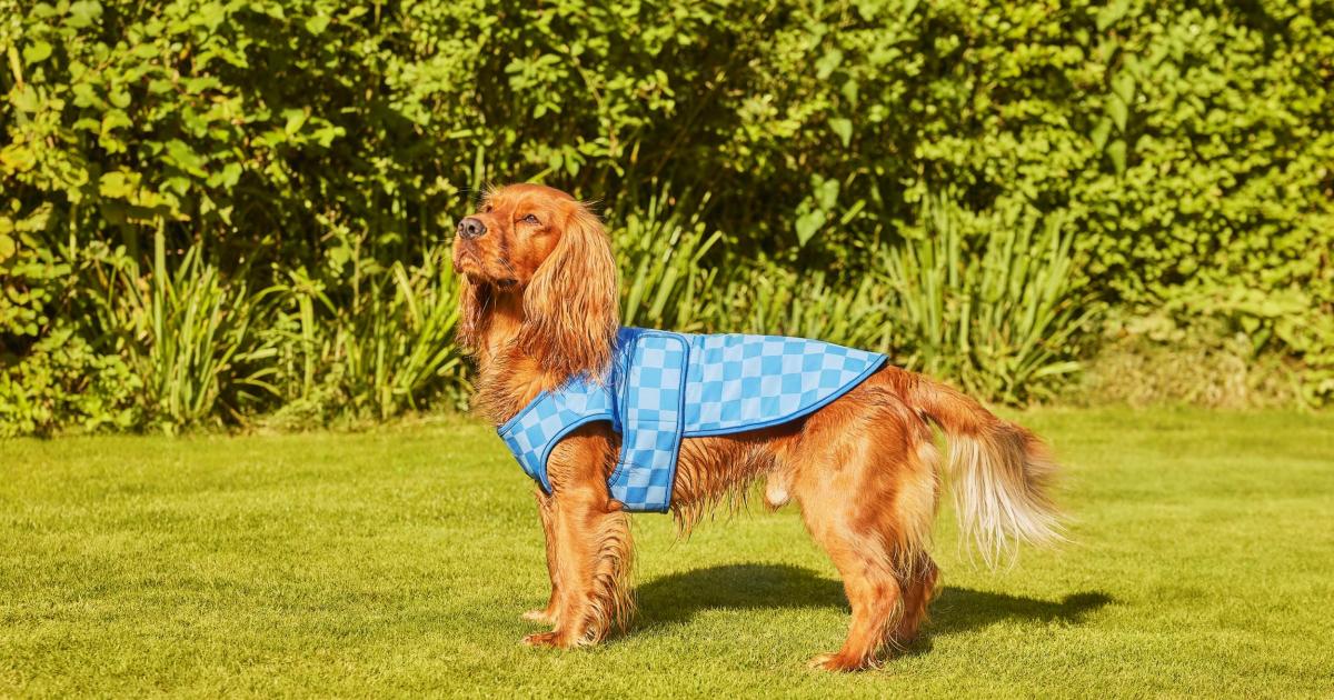 Dog owners rush to buy cooling dog harness ahead of heatwave