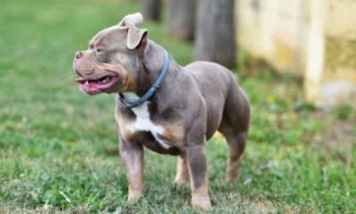 Acomb XL bully owner fined for not controlling his dogs