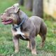 Acomb XL bully owner fined for not controlling his dogs