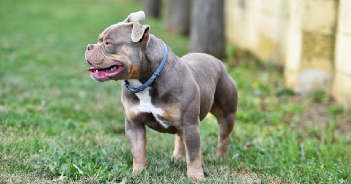 Acomb XL bully owner fined for not controlling his dogs