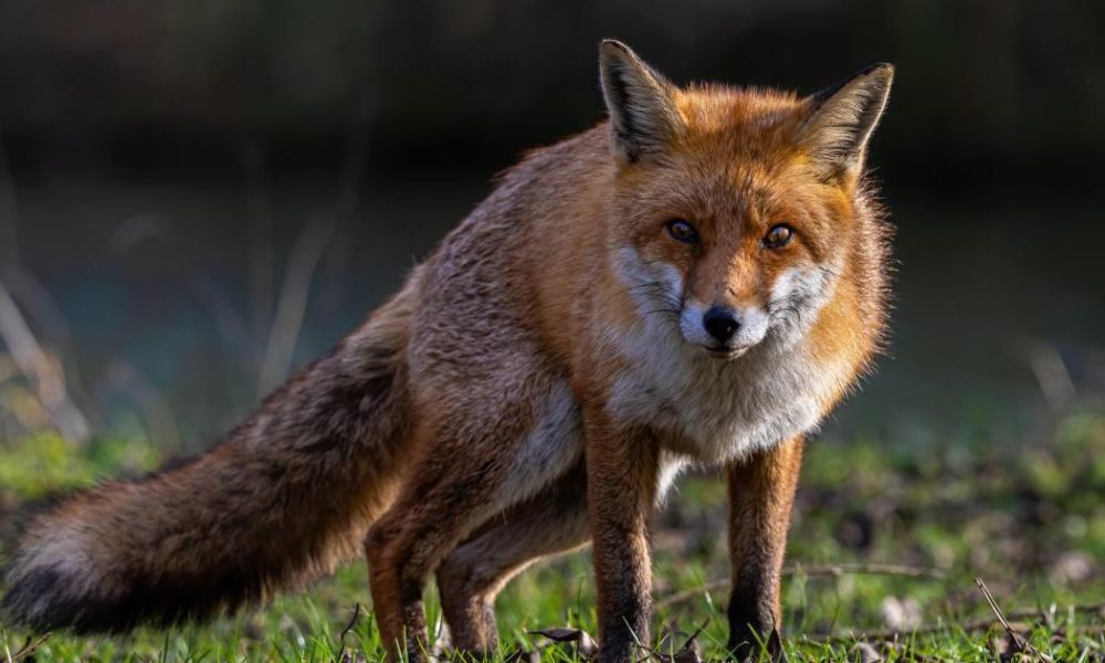Fox trapped in garden bench in Osbaldwick is rescued
