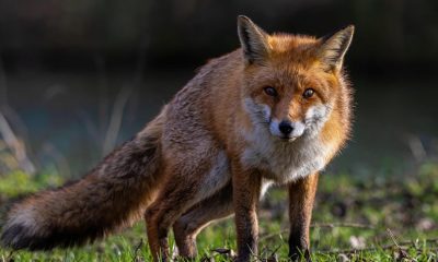 Fox trapped in garden bench in Osbaldwick is rescued