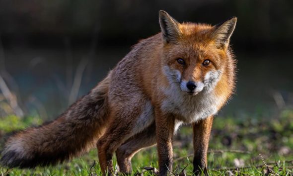 Fox trapped in garden bench in Osbaldwick is rescued