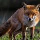Fox trapped in garden bench in Osbaldwick is rescued