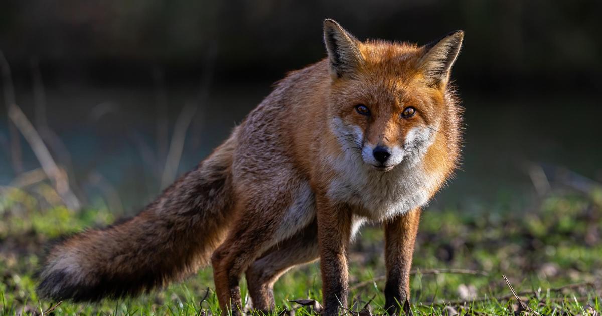 Fox trapped in garden bench in Osbaldwick is rescued