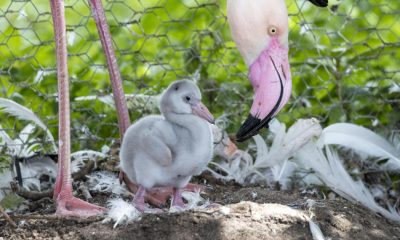 Fluffy flamingo chicks hatch at WWT Martin Mere in Lancashire