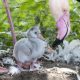 Fluffy flamingo chicks hatch at WWT Martin Mere in Lancashire