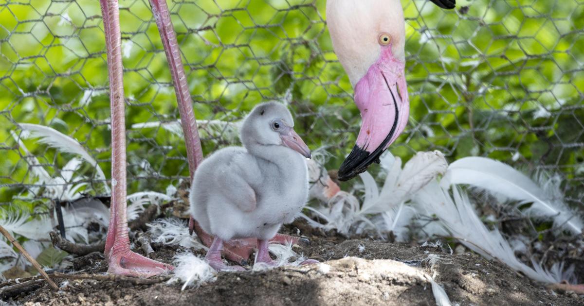 Fluffy flamingo chicks hatch at WWT Martin Mere in Lancashire