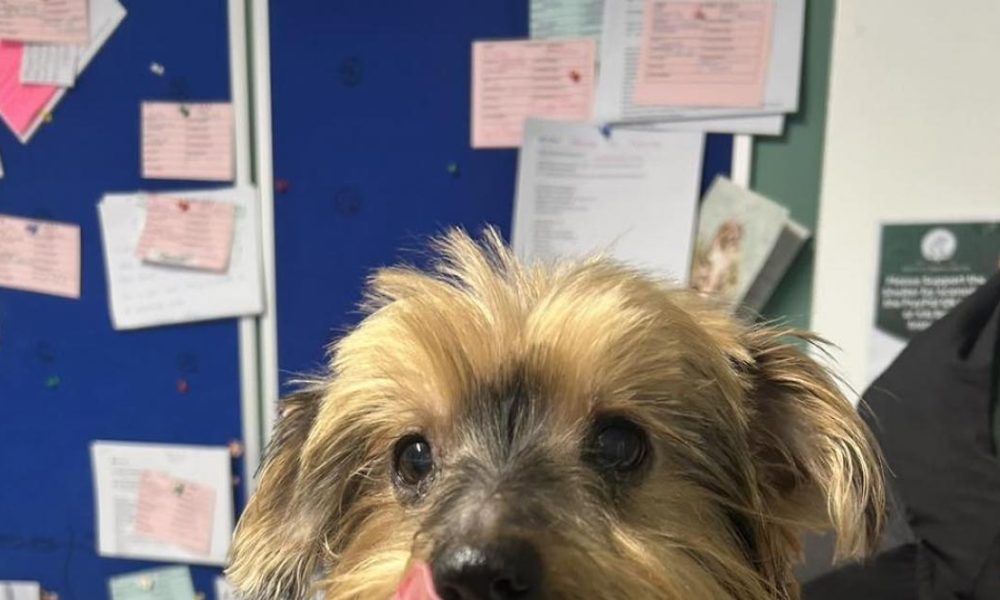 Tiny Yorkie at Bolton Destitute Animal Shelter looking for new home