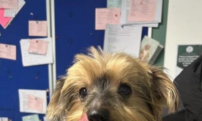 Tiny Yorkie at Bolton Destitute Animal Shelter looking for new home