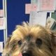 Tiny Yorkie at Bolton Destitute Animal Shelter looking for new home