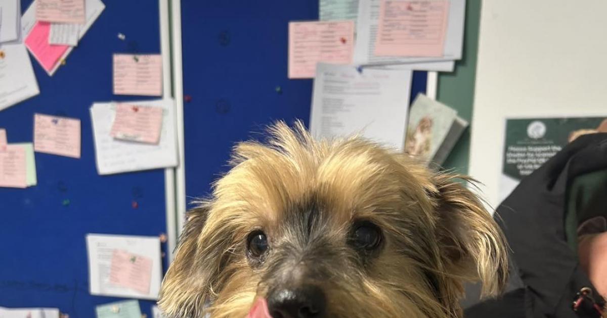 Tiny Yorkie at Bolton Destitute Animal Shelter looking for new home