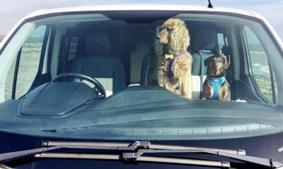 One in six owners have risk dog's life by leaving them in a warm car