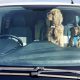 One in six owners have risk dog's life by leaving them in a warm car