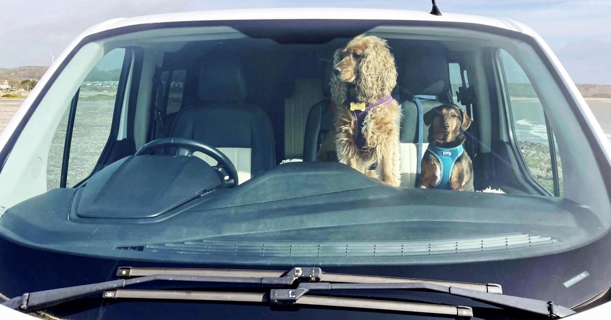 One in six owners have risk dog's life by leaving them in a warm car