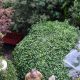 York - Acomb Opens Gardens sells out its first event