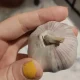 Why White Or Purple Garlic Could Make Or Break Your Meal