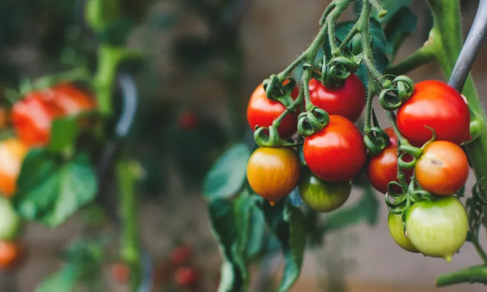 How To Get More Tomatoes Per Plant