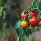How To Get More Tomatoes Per Plant