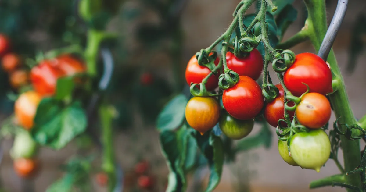 How To Get More Tomatoes Per Plant