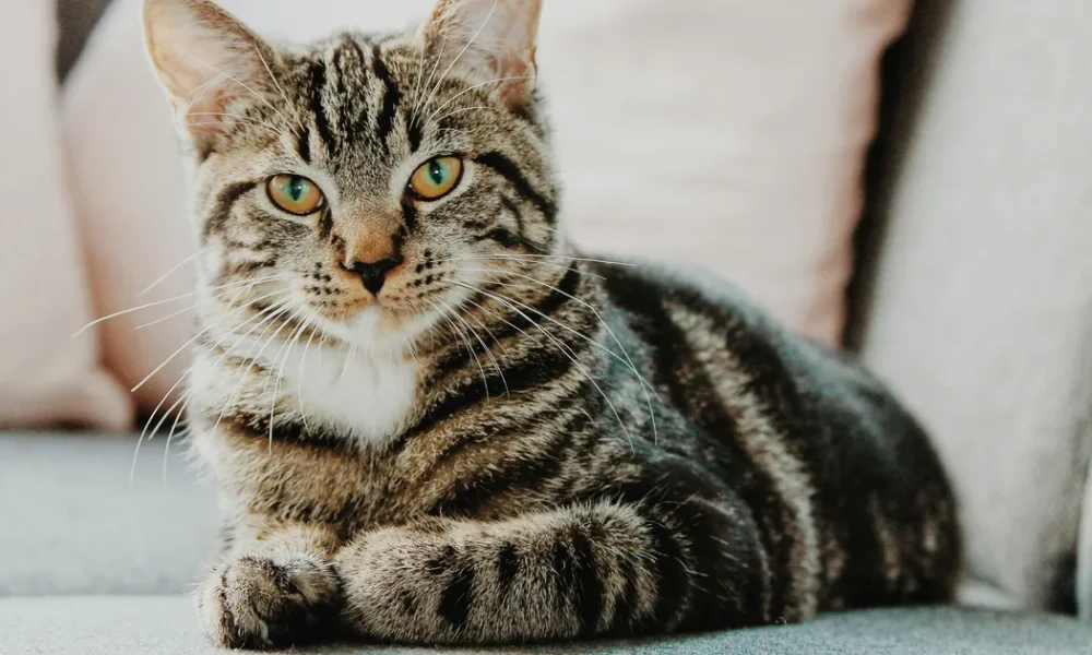 Pet Experts Reveal The Easiest Way To Help Your Cat Live Longer