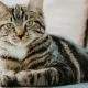 Pet Experts Reveal The Easiest Way To Help Your Cat Live Longer