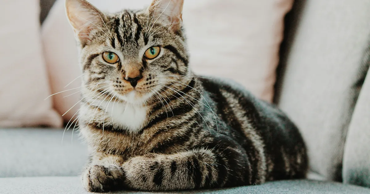 Pet Experts Reveal The Easiest Way To Help Your Cat Live Longer