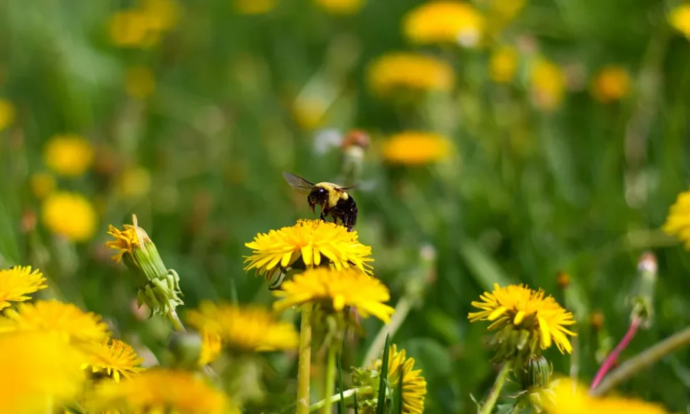 No Mow May: 6 Benefits Of A Wilder Garden